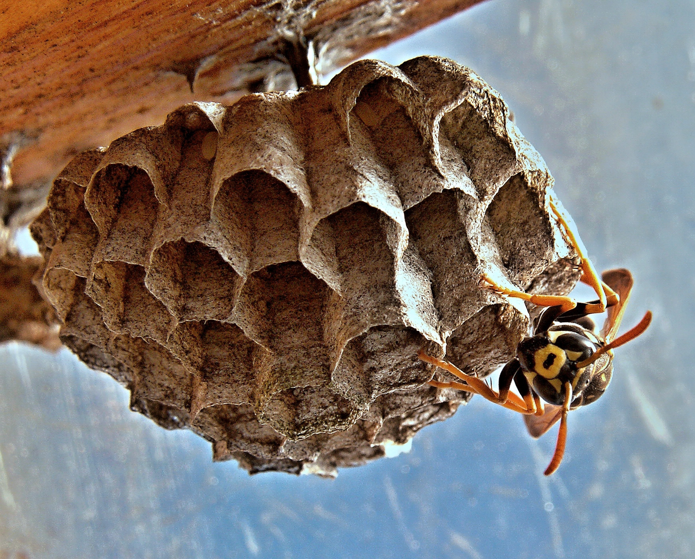 wespennest laten verwijderen